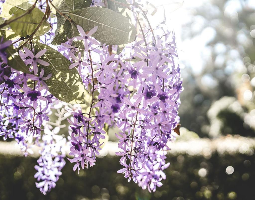 Noosa Valley Manor B&B Doonan Eksteriør billede